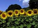 sonnenblumen